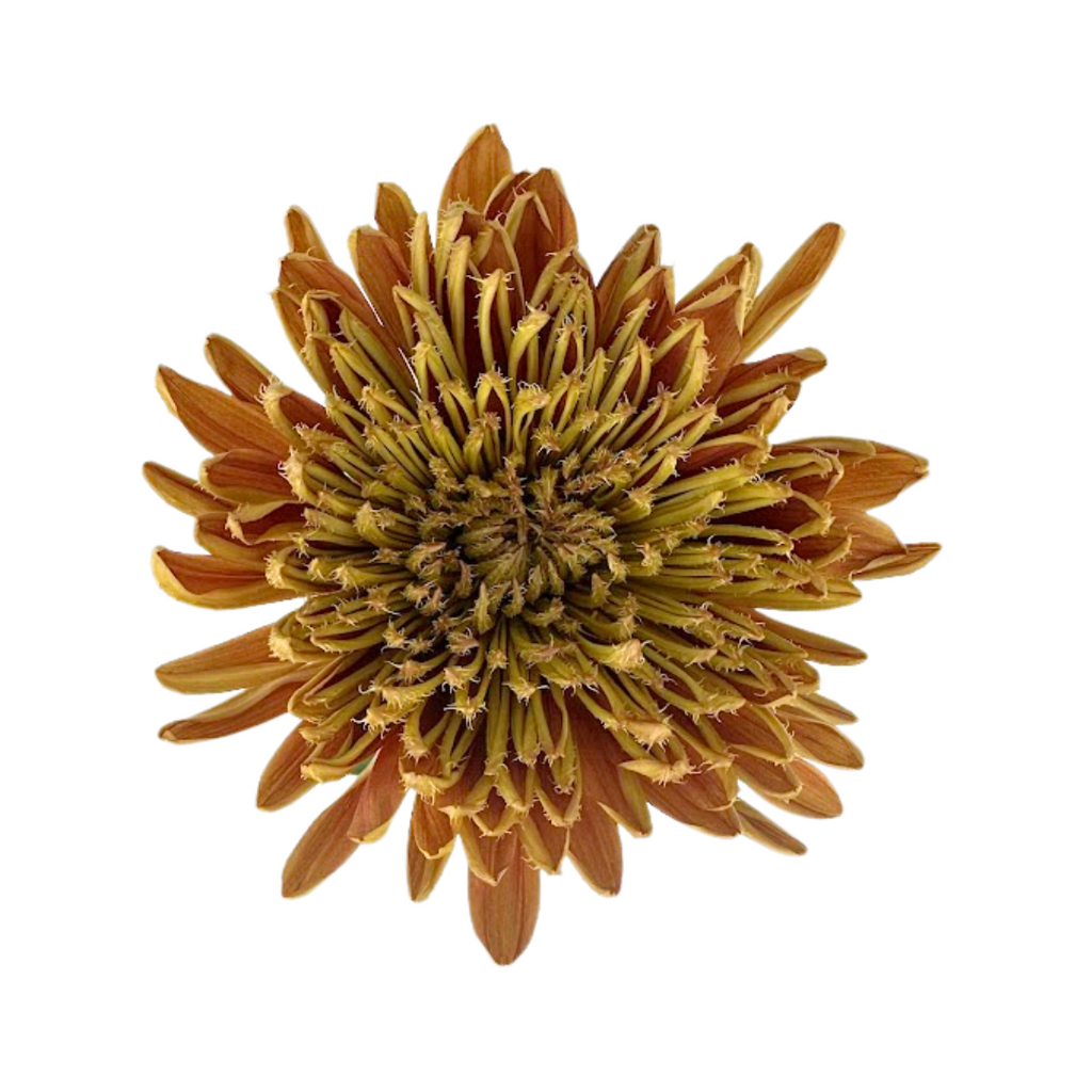 Chrysanthemum Cremone Bronze (10 Stems)