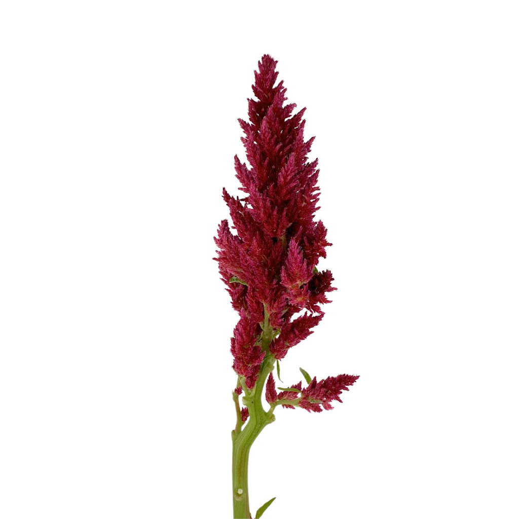 Celosia Red Plume