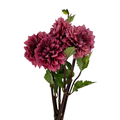 DAHLIA DARK PINK (5 STEM BUNCH)