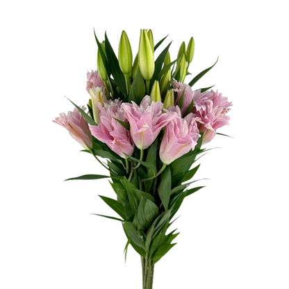 Lily Double Pink (10 stem bunch)