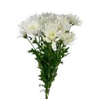 Pompom Cushion White (7 stems)