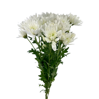 Pom Cushion White (7 stem bunch)
