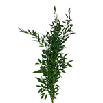 Ruscus Italian Short (5 stems)
