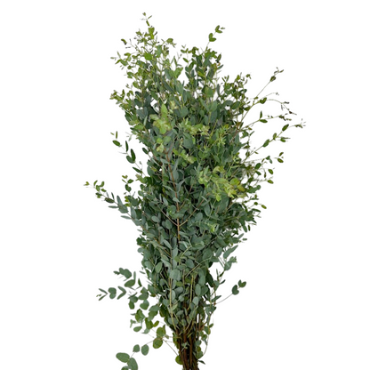 Eucalyptus Gunni (10 stem bunch)