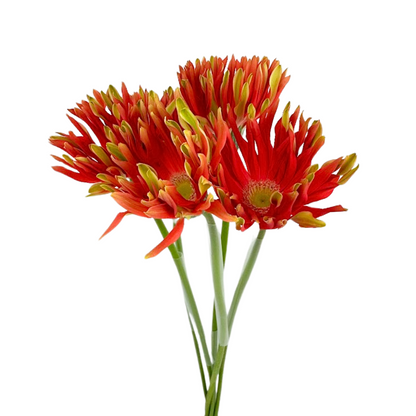 Gerbera Spider Orange (10 stem bunch)