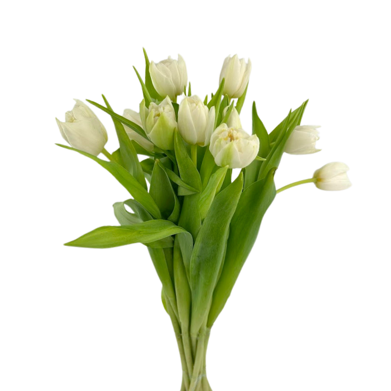 Tulip Double White