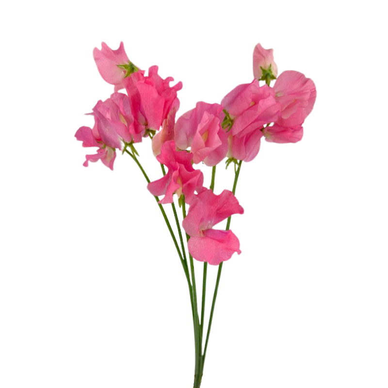 Sweet Pea Pink (10 Stems)