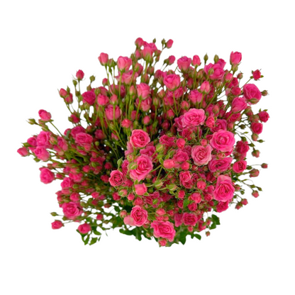 Spray Rose Mini Hot Pink (Box-60 stems)