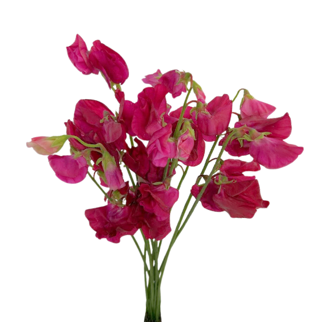 Sweet Pea Hot Pink