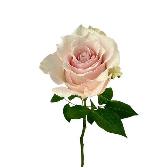 ROSE BLUSH PINK CLOUD (25 STEM BUNCH)
