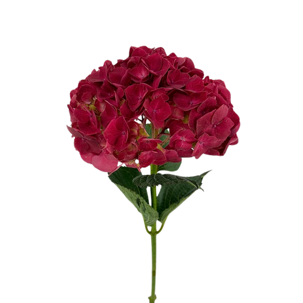 Hydrangea Hot Pink Magical (Single Stem)