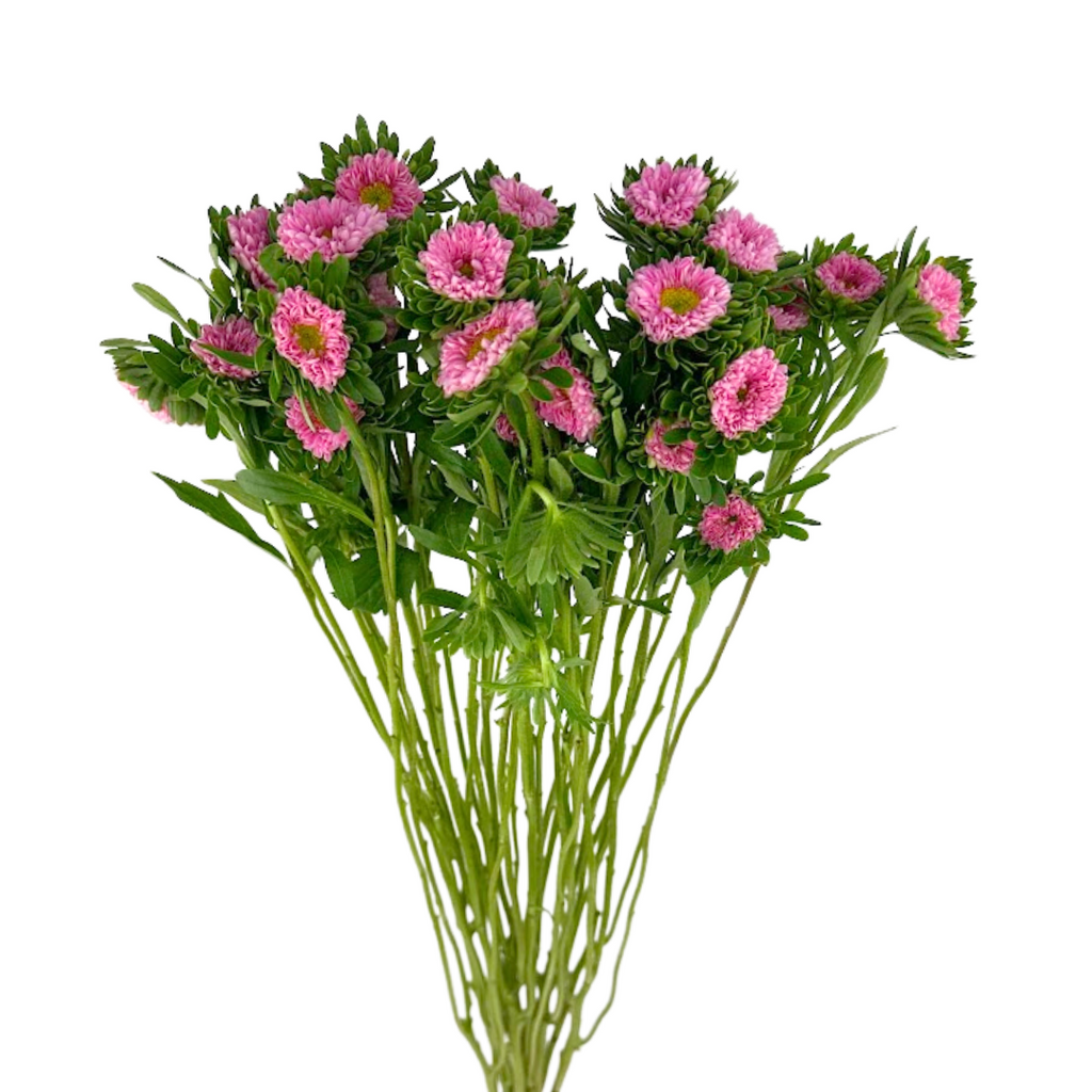 Matsumoto Light Pink (10 stems)