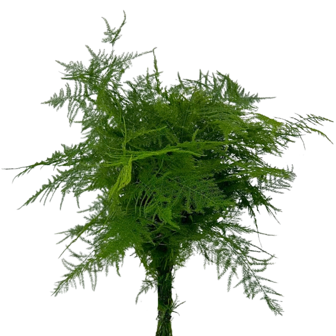 Plumosa (10 stems)