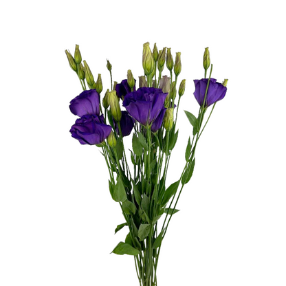 LISIANTHUS BRILLIANTHUS PURPLE (7 STEM BUNCH)