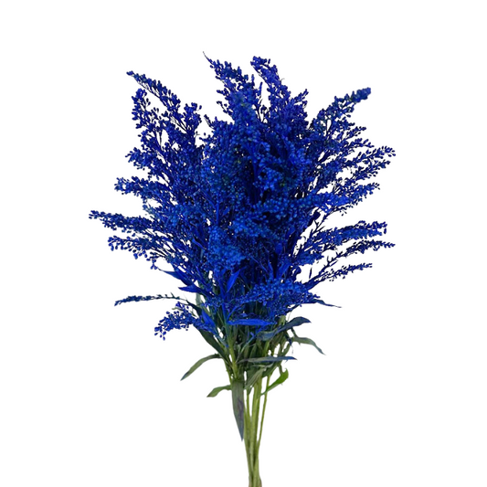 Solidago Tinted Blue (Box-120 stems)