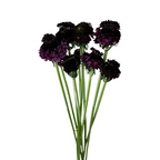 Scabiosa Burgundy (10 stems)