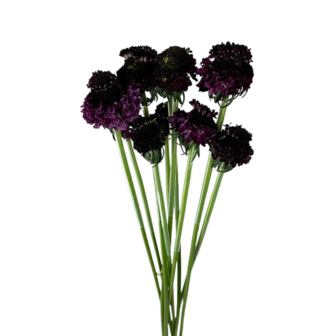 Scabiosa Burgundy (10 stems)
