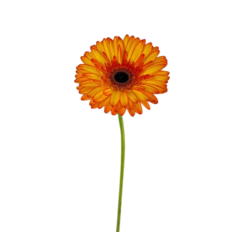 Gerbera Dark Center Bicolor Yellow Orange