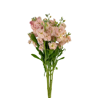 Stock Spray Peach (5 stem bunch)