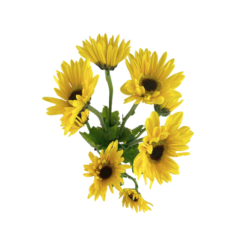 Pom Daisy Yellow Zippo