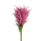 Solidago Tinted Pink