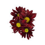 Pompom Daisy Red (7 stems)