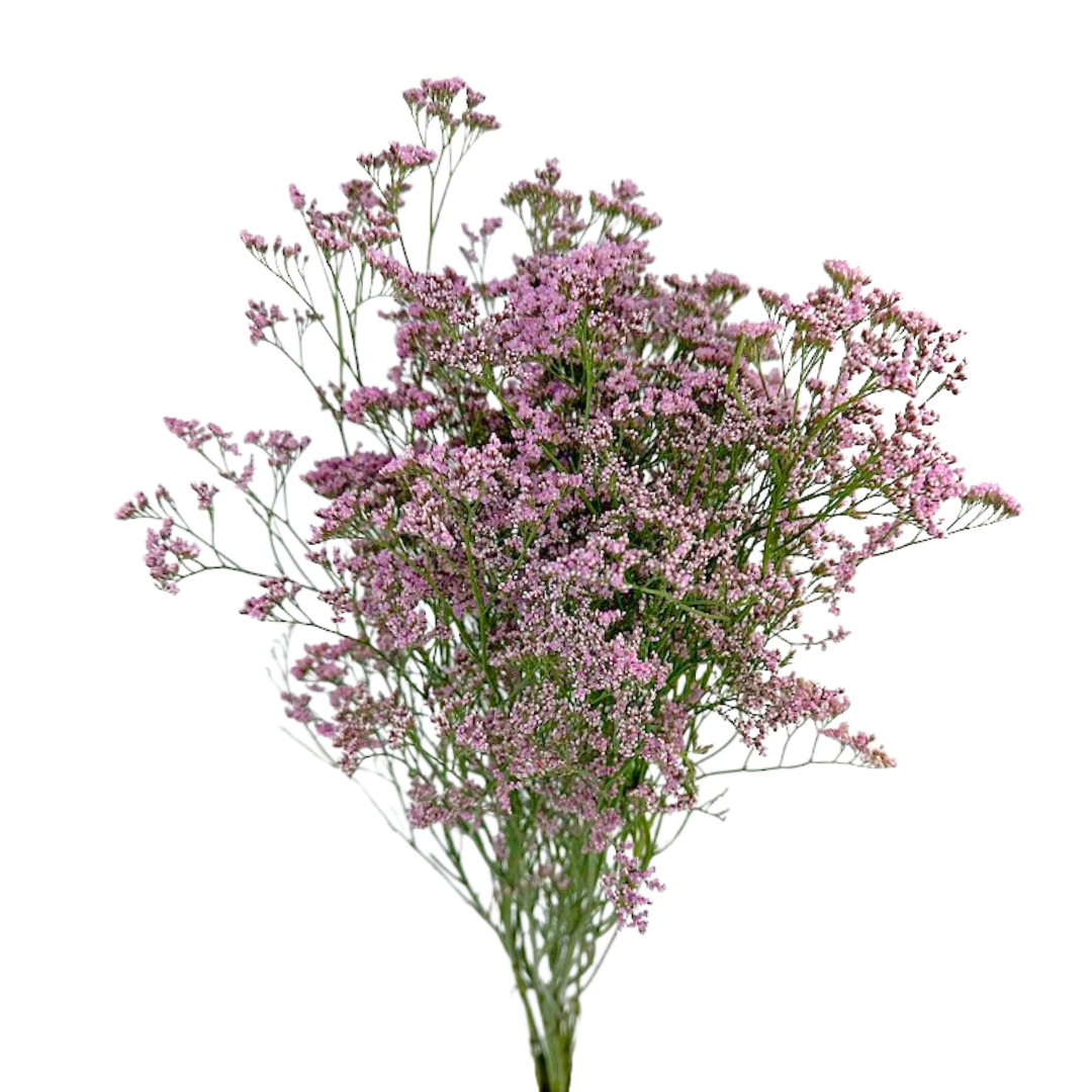 Limonium Pink (10 Stems)