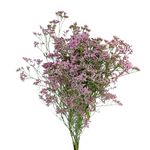 Limonium Pink (10 Stems)