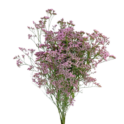 LIMONIUM PINK (10 STEM BUNCH)
