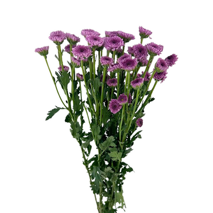 POM BUTTON PINK ROCK (7 STEM BUNCH)