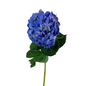 Hydrangea Dark Blueberry Select (25 stems)