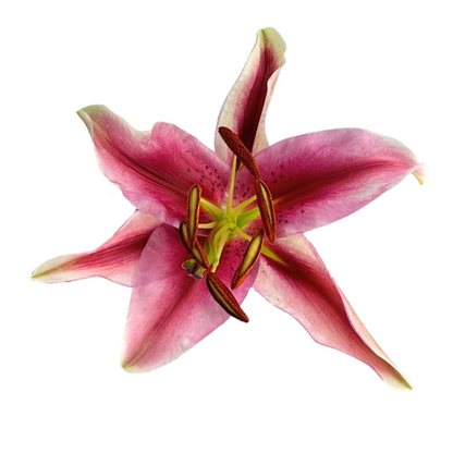 Oriental Lily Starfighter (10 stem bunch)