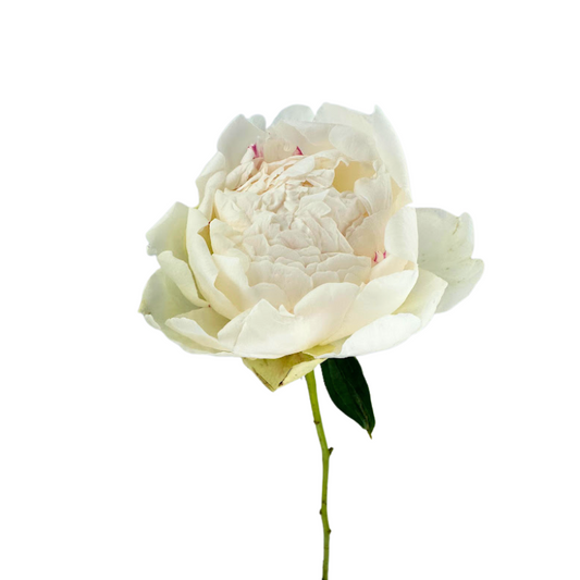 Peony White Bowl Of Cream