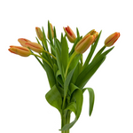 Tulips Orange (10 stems)