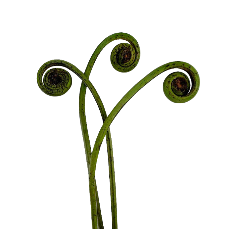 Fiddlehead Fern