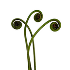 Fiddlehead Fern