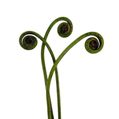 Fiddlehead Fern (10 stem bunch)