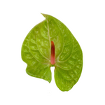 Anthurium Green (Stem)