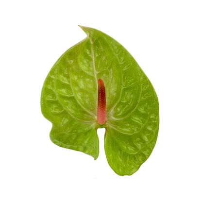 Anthurium, Green 15st/bu