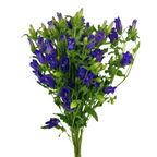 Campanula Purple (5 Stems)