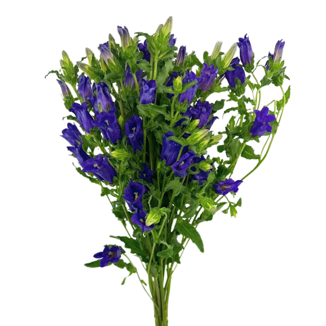 Campanula Purple (5 Stems)