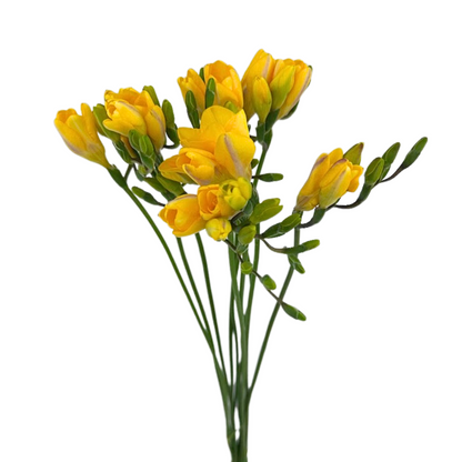 Freesia Yellow (10 stem bunch)