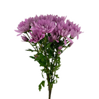 Pompom Cushion Lavender (7 stems)