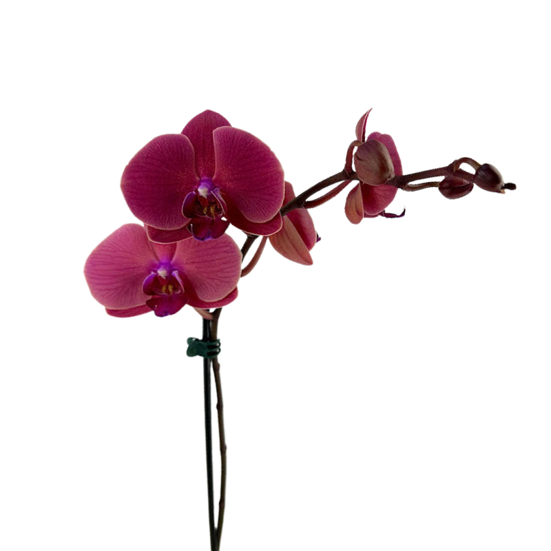 Orchid Phalaenopsis Plant Mauve