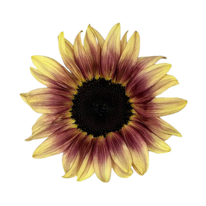 Sunflower Bicolor Burgundy (5 stem bunch)