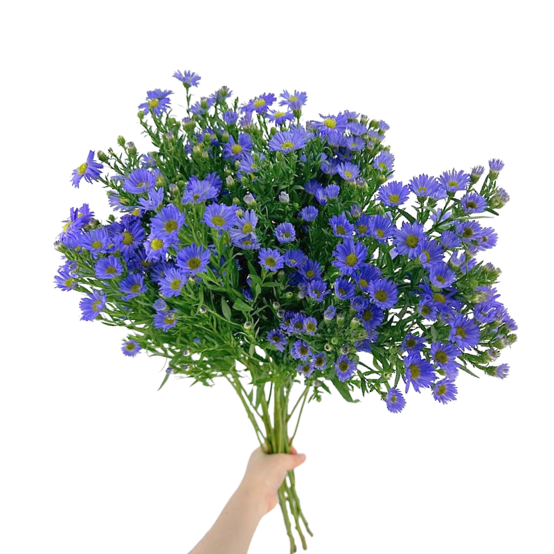 Aster Monte Casino Purple Mardi Gras (Bunch)