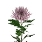 Chrysanthemum Spider Lavender (10 stem bunch)
