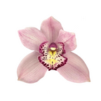 Orchid Cymbidium Light Pink (Stem)
