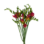 Freesia Hot Pink