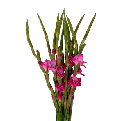Gladiola Fuschia (10 stem bunch)